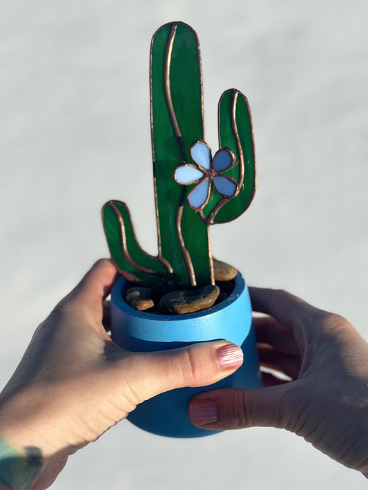 Succulent - Blue Flower Cactus