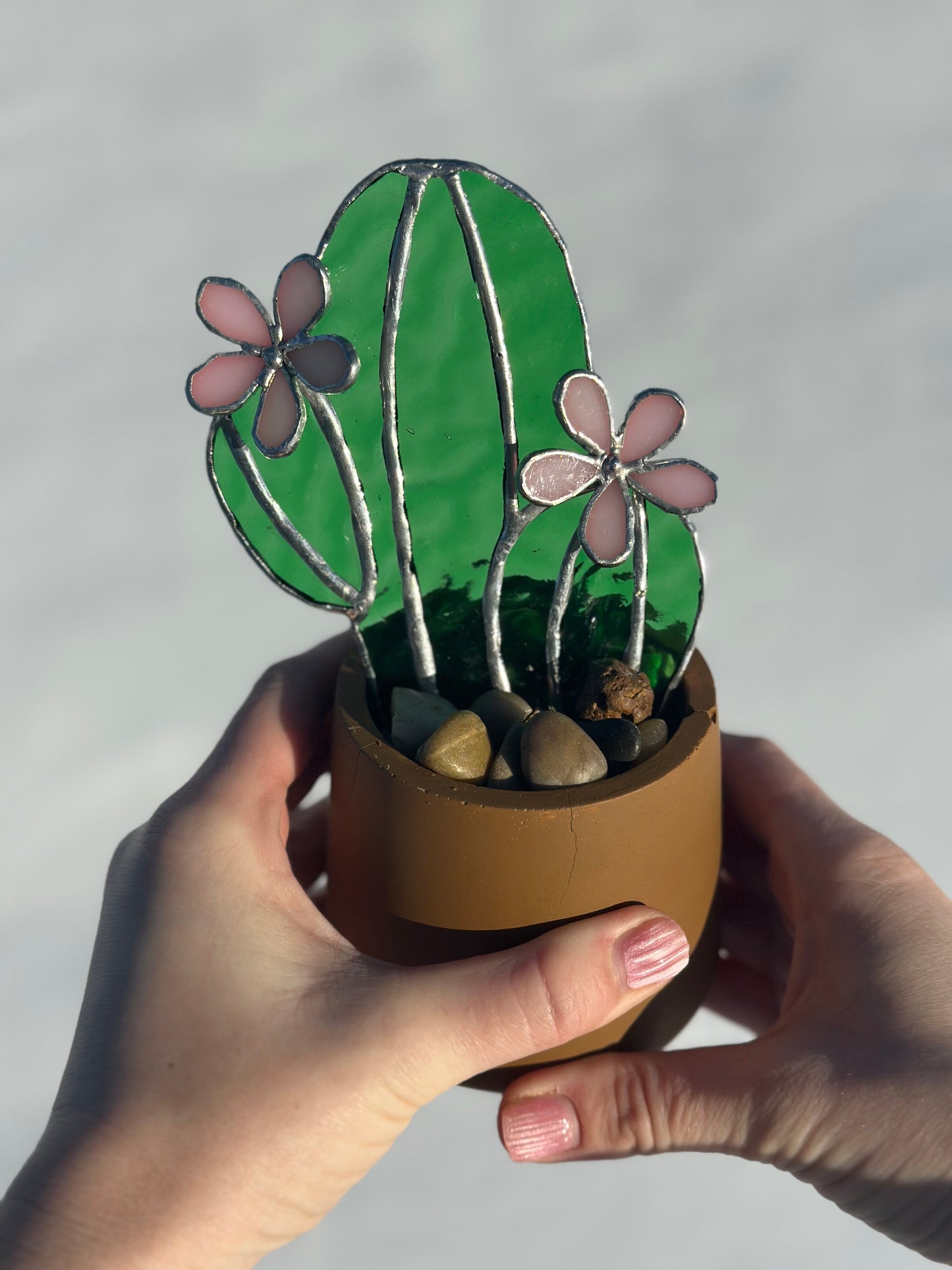 Succulent - Double Pink Flowers