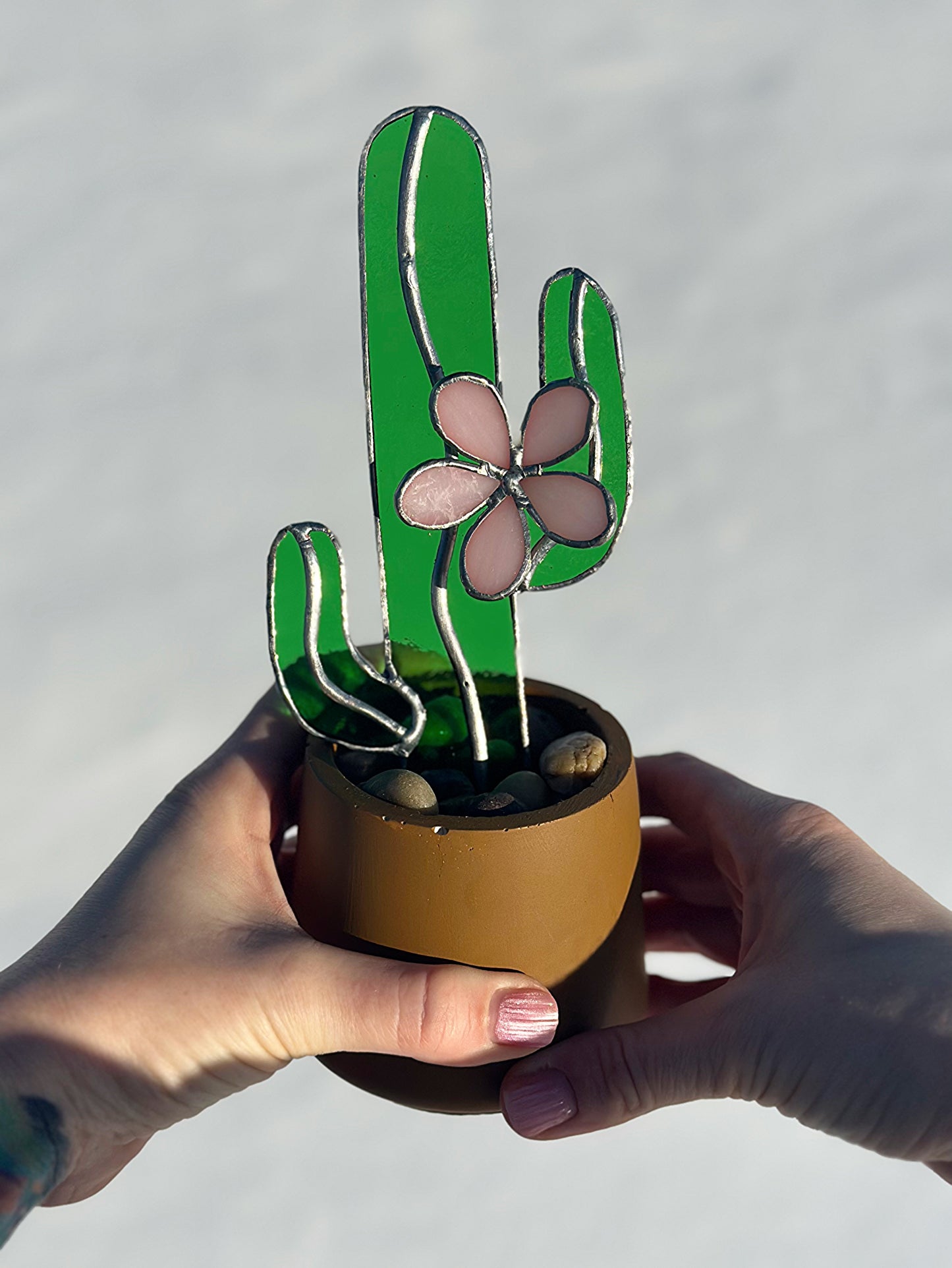Succulent - Pink Flower Cactus
