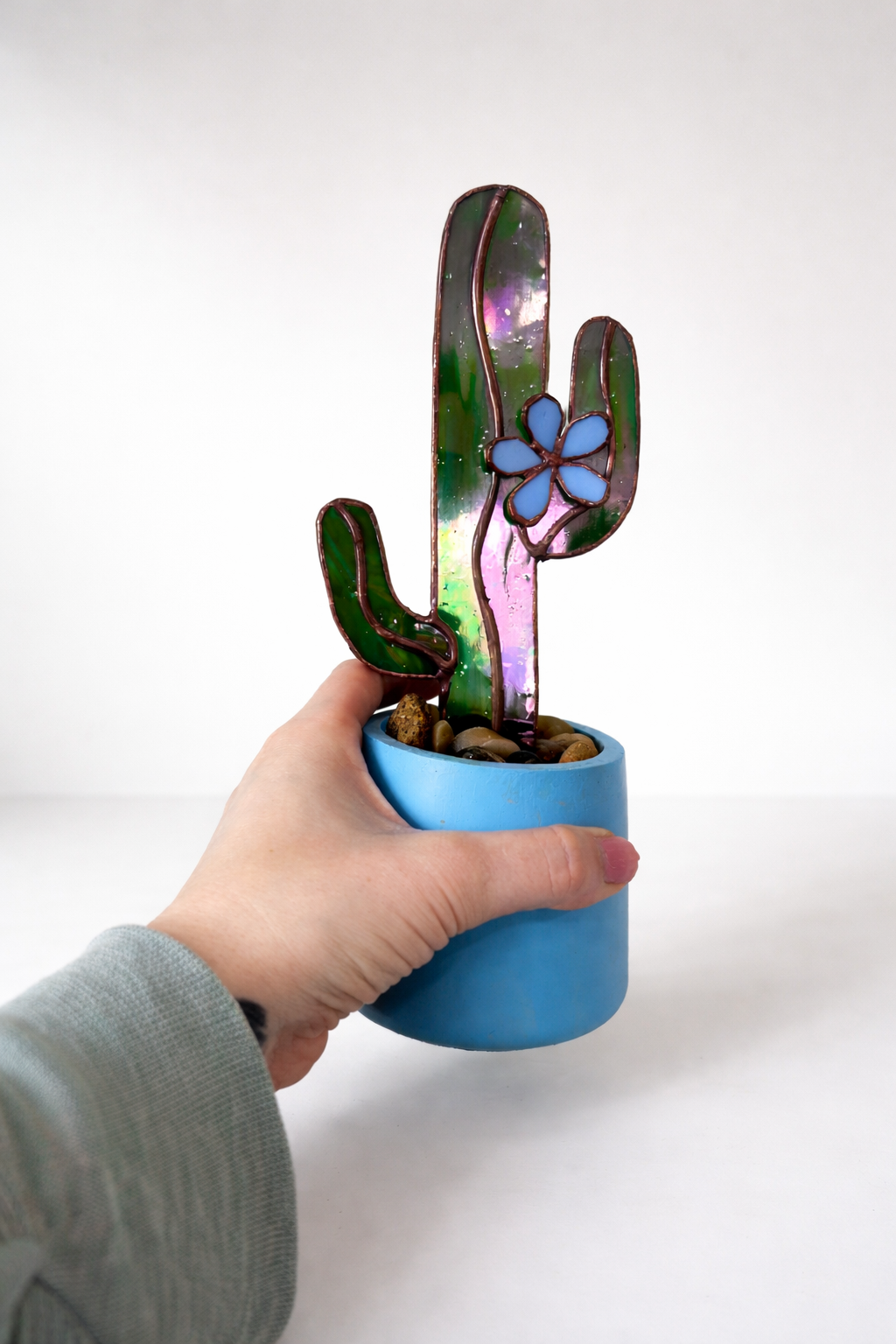 Succulent - Blue Flower Cactus